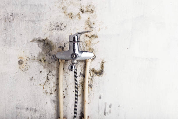 Best Office Mold Removal Services  in Highlands, NC