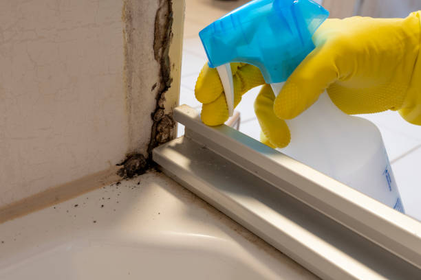 Attic Mold Removal in Highlands, NC