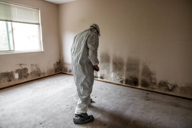 Best Affordable Mold Removal  in Highlands, NC
